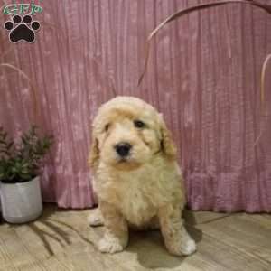 Duke, Mini Goldendoodle Puppy